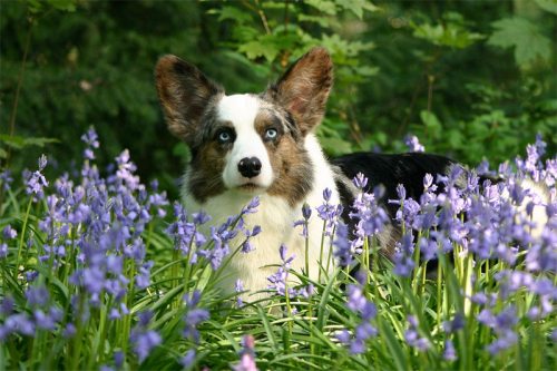 Dog_Cyntaf-mei-bloemen01